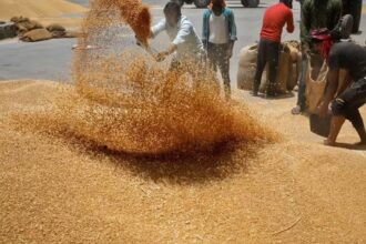 Punjab boosts private wheat buying as procurement falls short