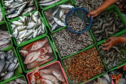 Russia Approves Pakistani Fish Exports in Major Trade Boost