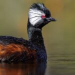 White-tufted Grebe: Secrets of South America’s Elegant Waterbird