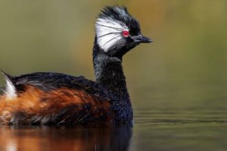 White-tufted Grebe: Secrets of South America’s Elegant Waterbird
