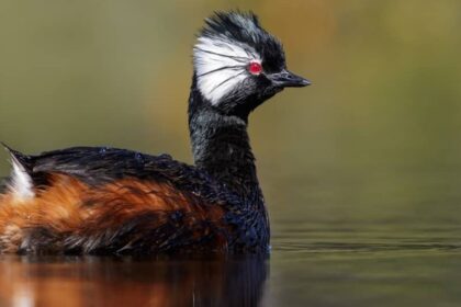 White-tufted Grebe: Secrets of South America’s Elegant Waterbird