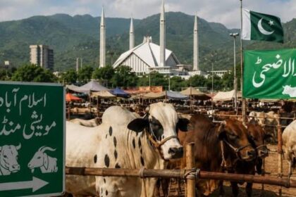 DC Islamabad Sets Up Six Official Cattle Markets for Eid