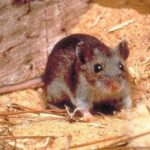 Hantavirus Concerns Spark Demand for Anti-Rat Campaign