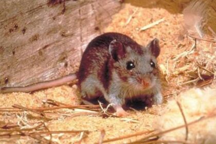 Hantavirus Concerns Spark Demand for Anti-Rat Campaign