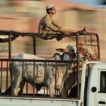 Motorway Police Impose Eid Ban on Sacrificial Animal Transport