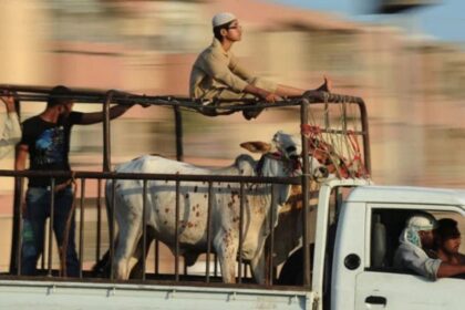 Motorway Police Impose Eid Ban on Sacrificial Animal Transport