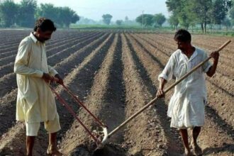 Who Can Apply for Punjab Apna Khet Rozgar Scheme 2026 Rules