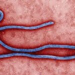 WHO Declares Global Health Emergency Over Congo Ebola
